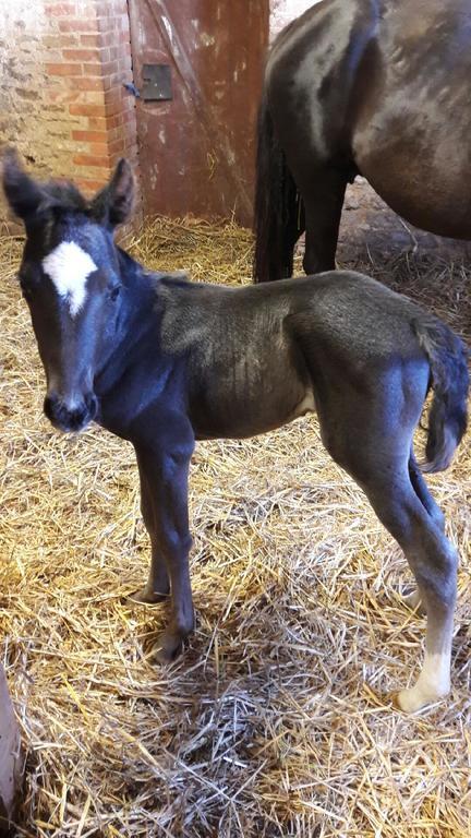 Au Fer A Cheval Hotel Gandelain Luaran gambar